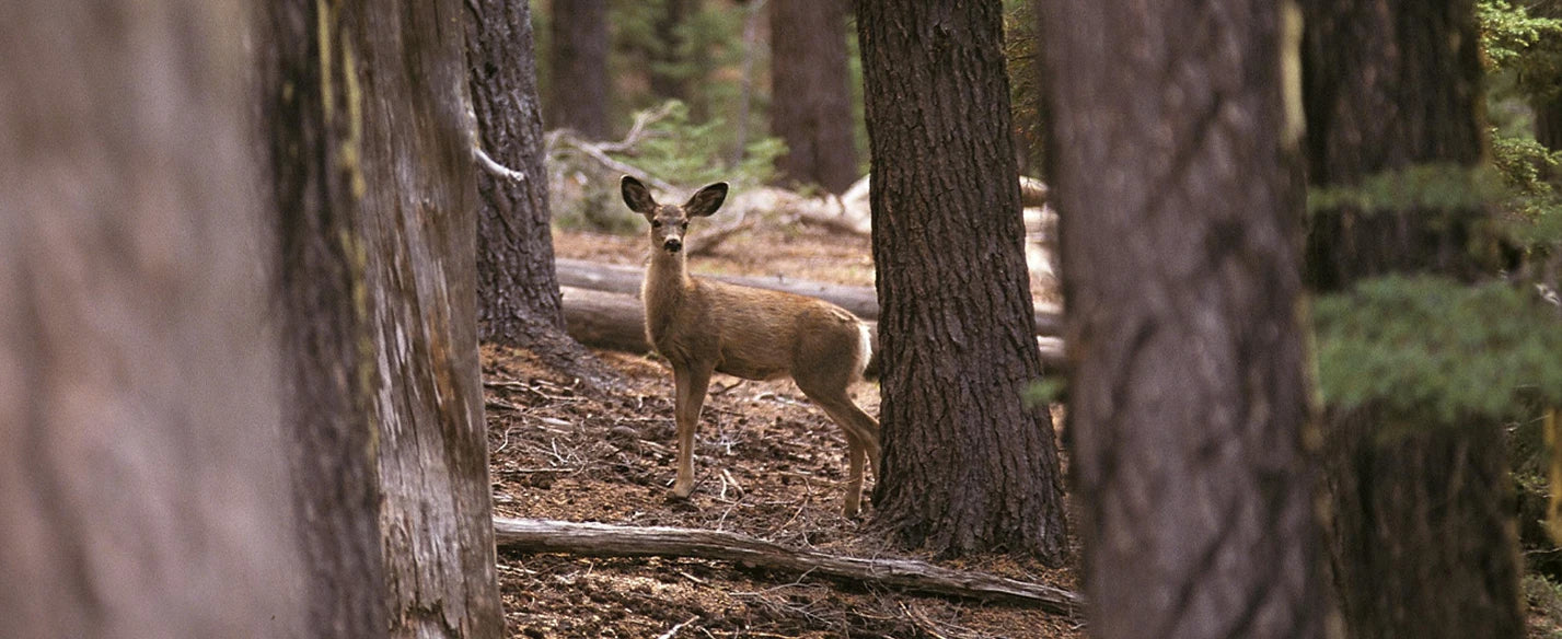 Banner_Bottom_Trees_F.webp